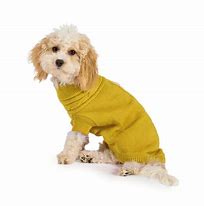 A small cream coloured dog, wearing a mustard colour knitted jumper.