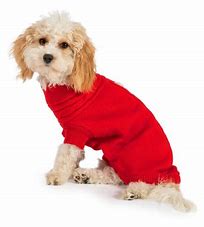 A small cream coloured dog, wearing a red colour knitted jumper.