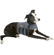Load image into Gallery viewer, A black and white whippet dog wearing a blue Karma Wrap vest.