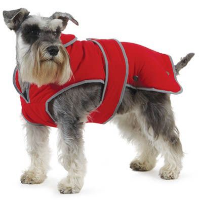A grey dog, standing up down, wearing a red Ancol dog coat with a strap around the belly area. 
