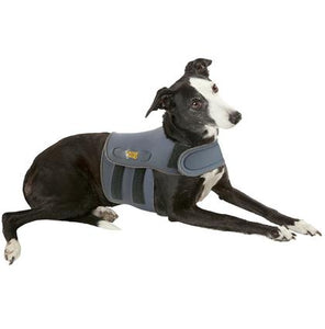 A black and white whippet dog wearing a blue Karma Wrap vest.